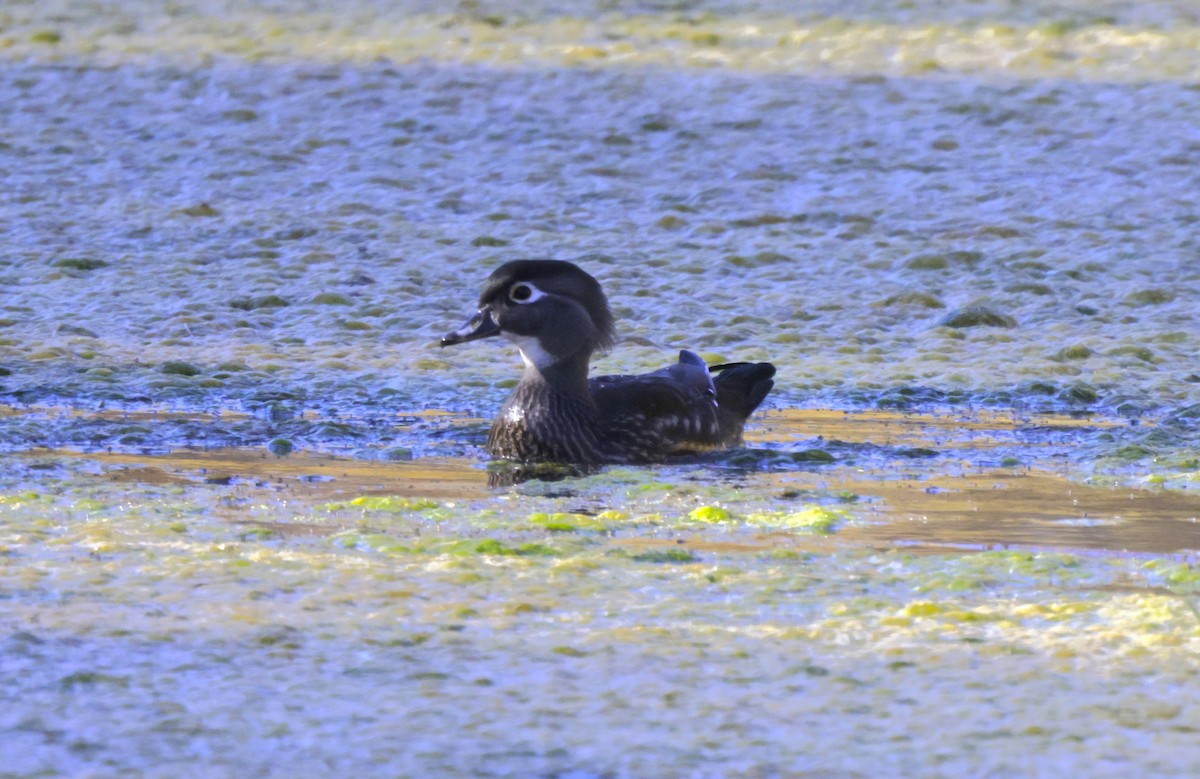 Wood Duck - ML645087842
