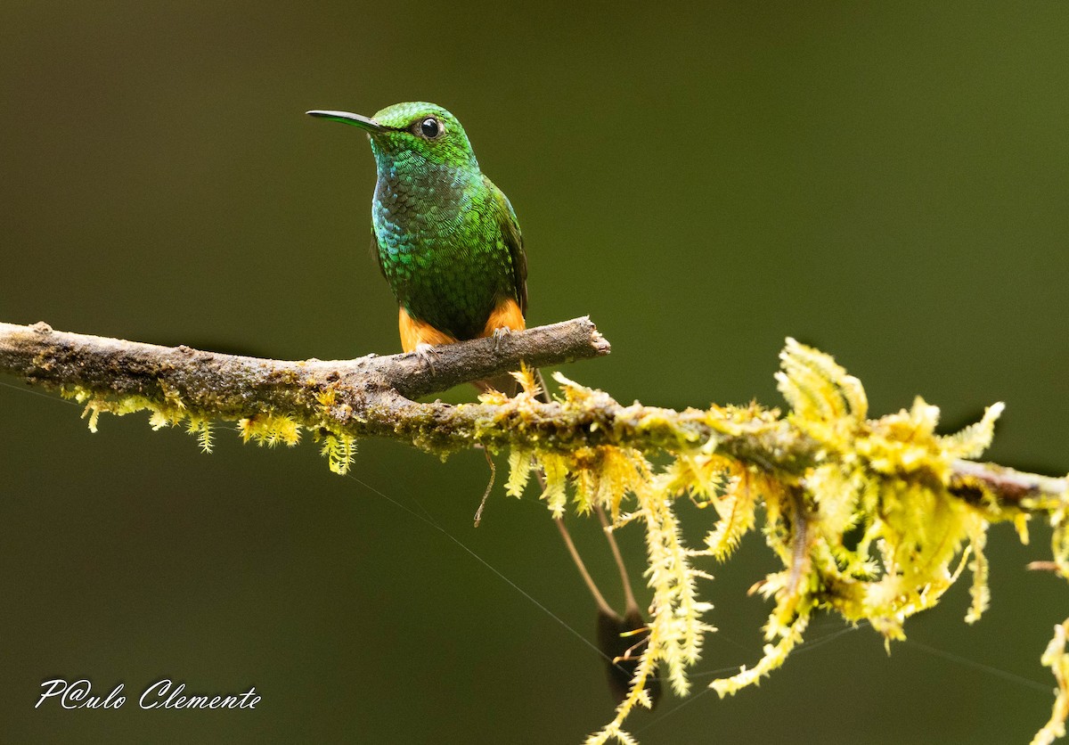 Peruvian Racket-tail - ML645087844