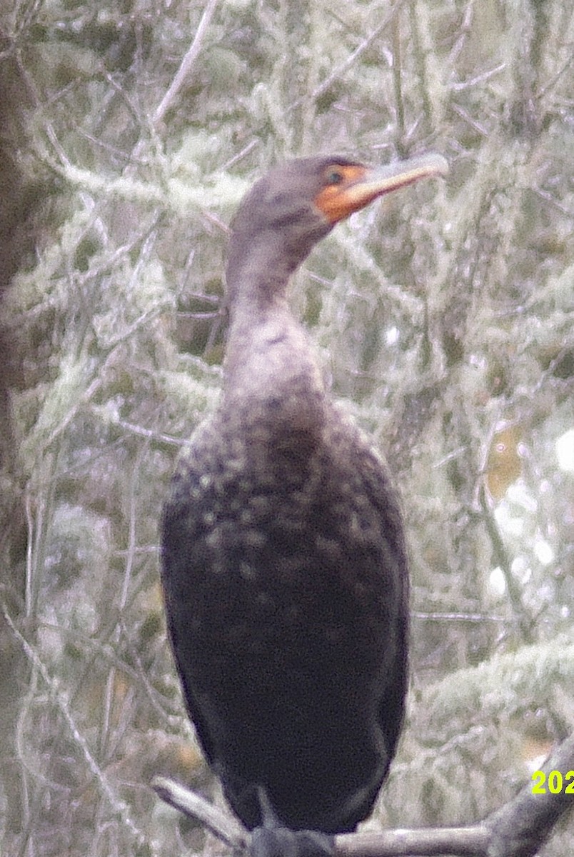 kormorán ušatý - ML645087853