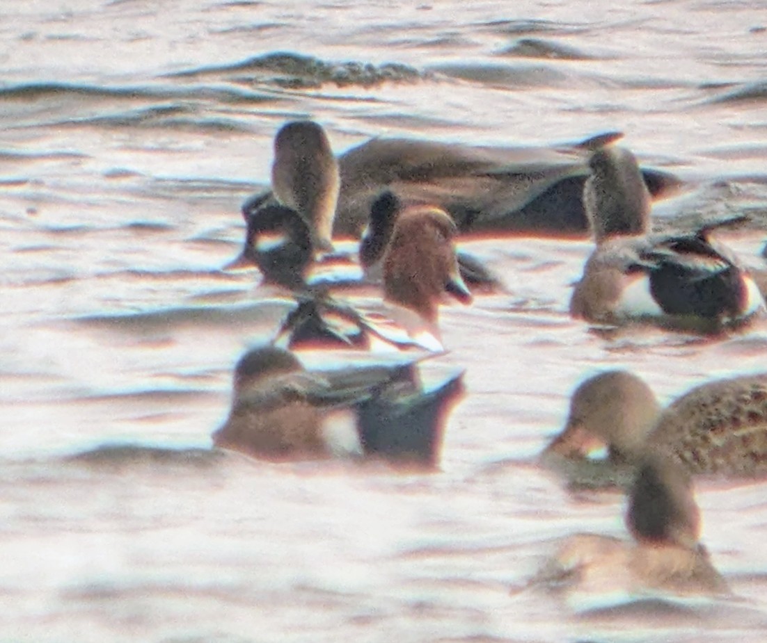 赤頸鴨 - ML645087855