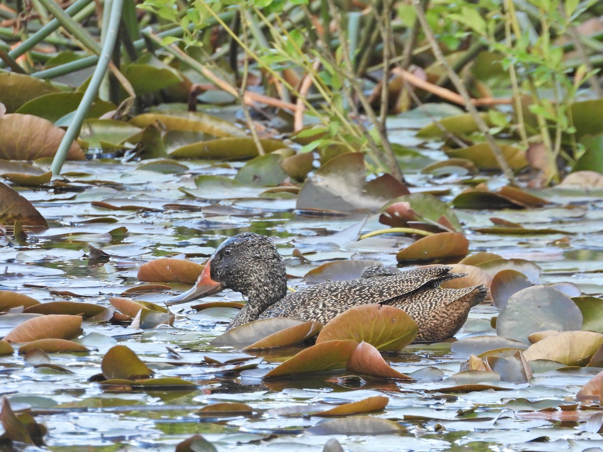 Freckled Duck - ML645087857