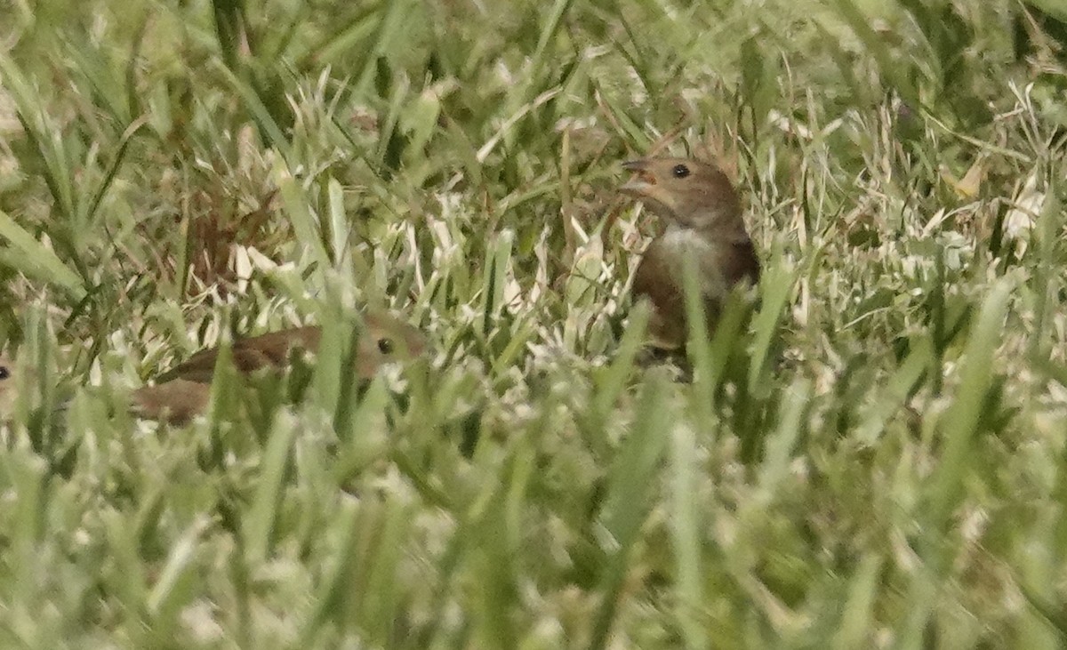 Passerin indigo - ML645087862