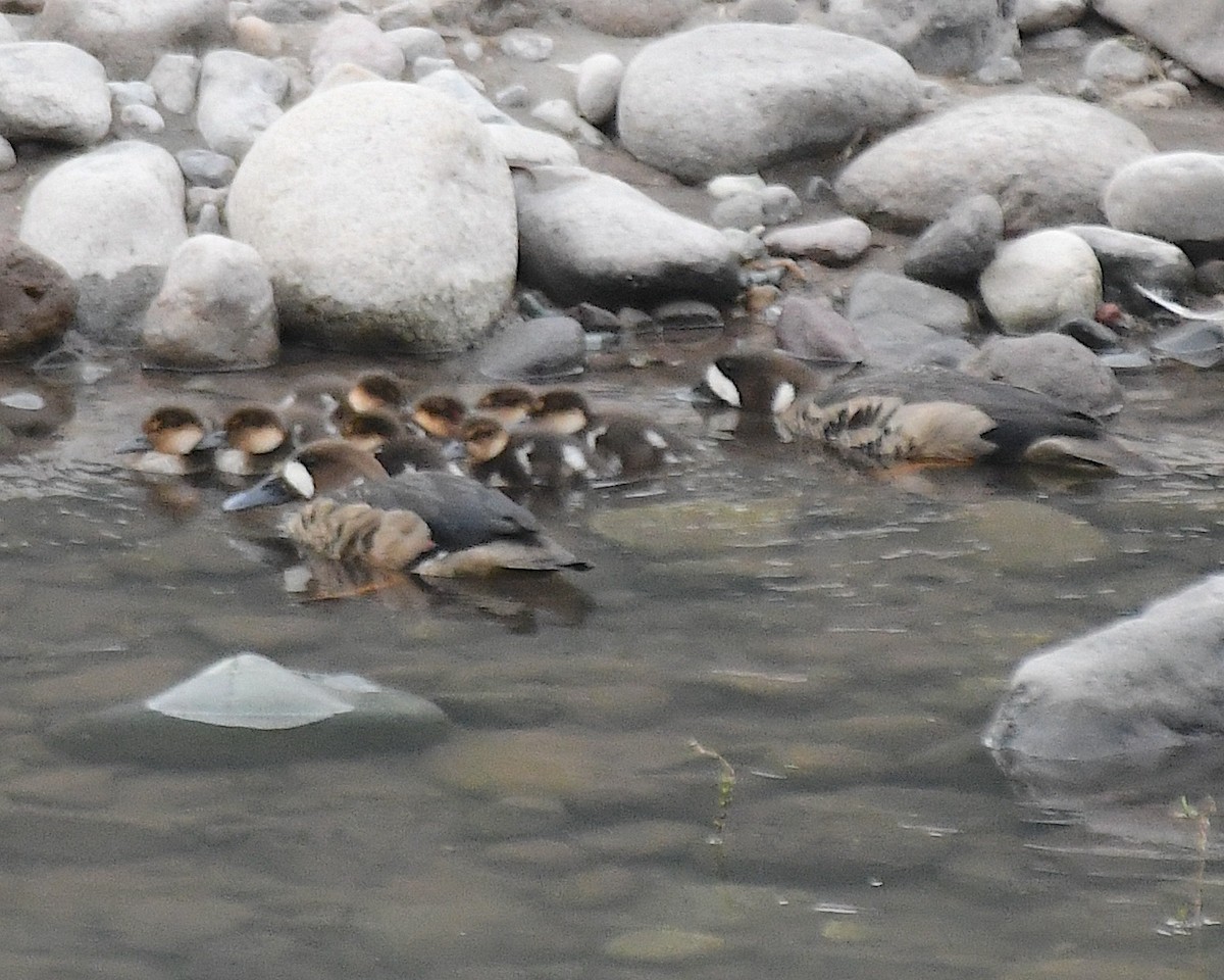 kachna bronzovokřídlá - ML645087863