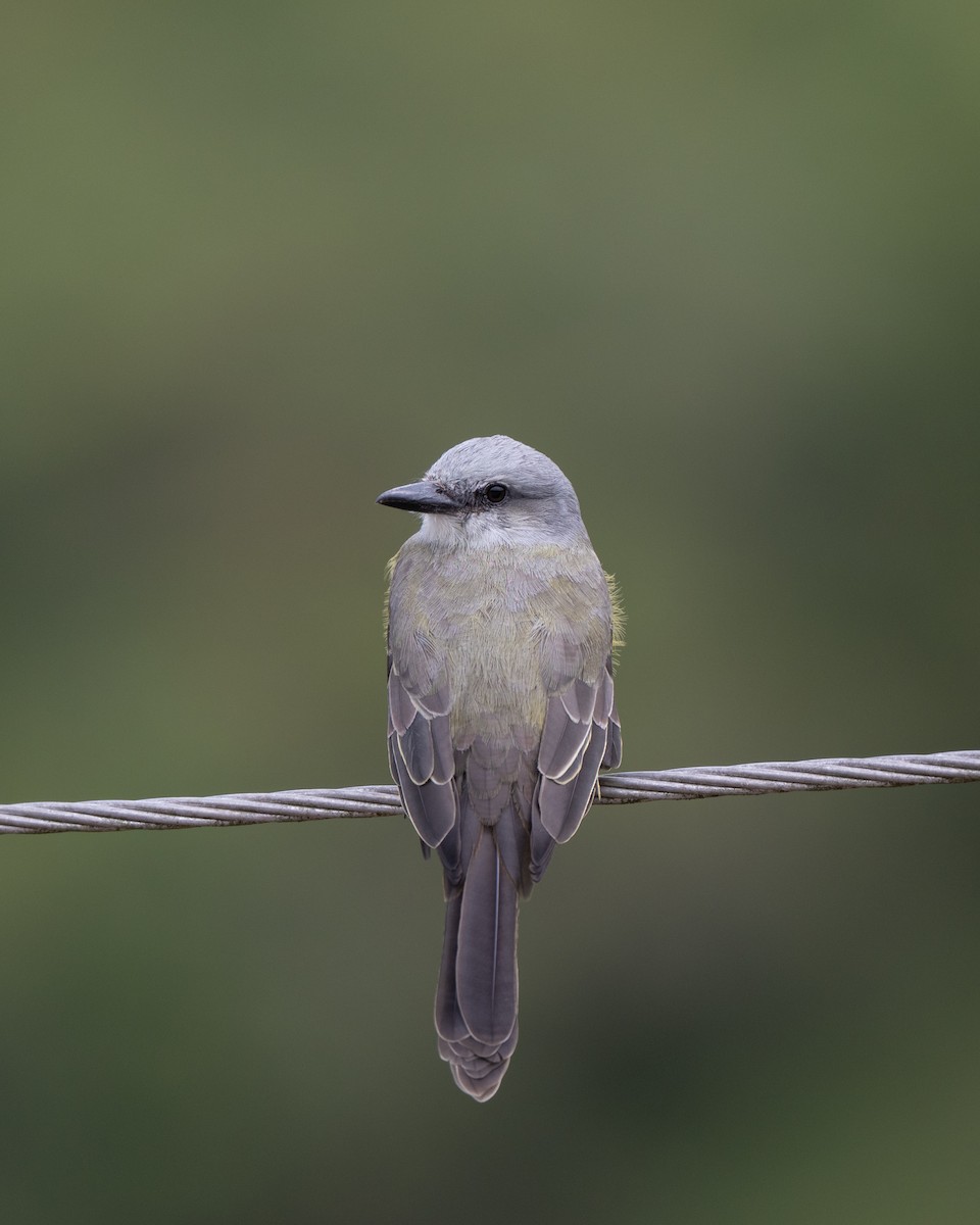Tropical Kingbird - ML645087865