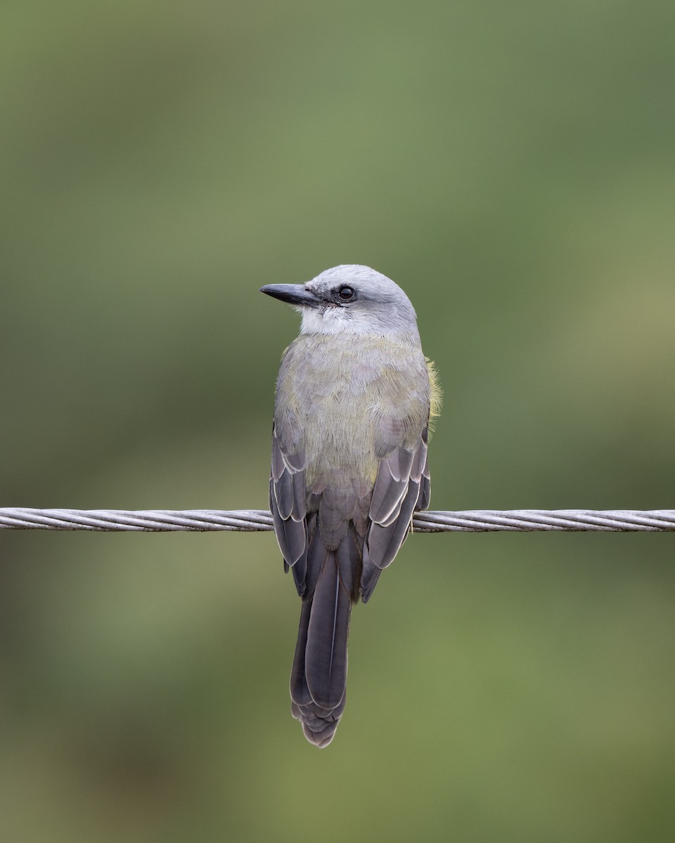 Tropical Kingbird - ML645087866