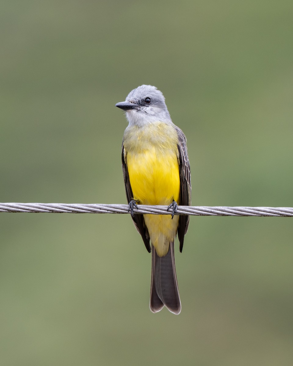 Tropical Kingbird - ML645087867