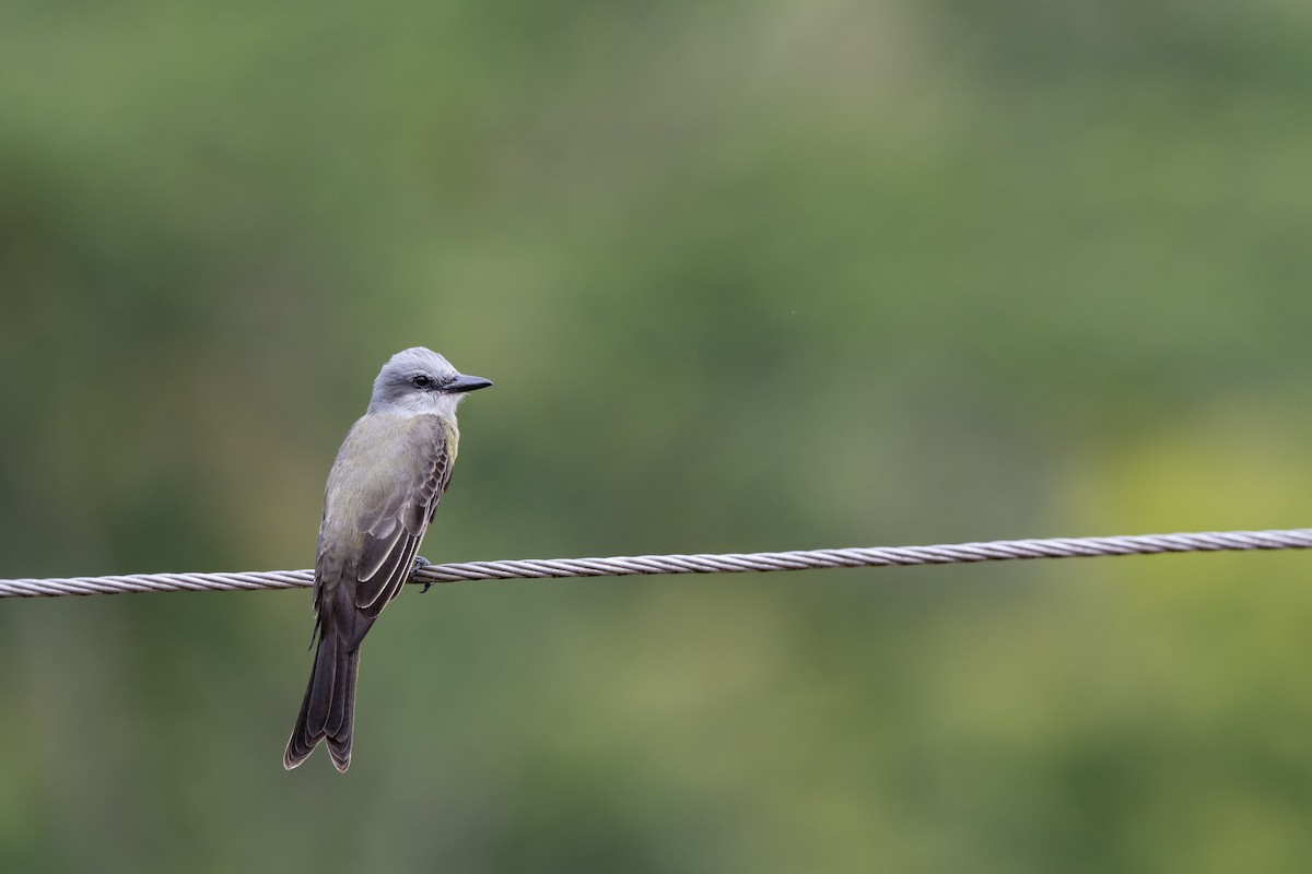 Tropical Kingbird - ML645087868