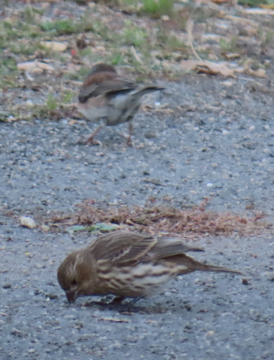 Purple Finch - ML645087870