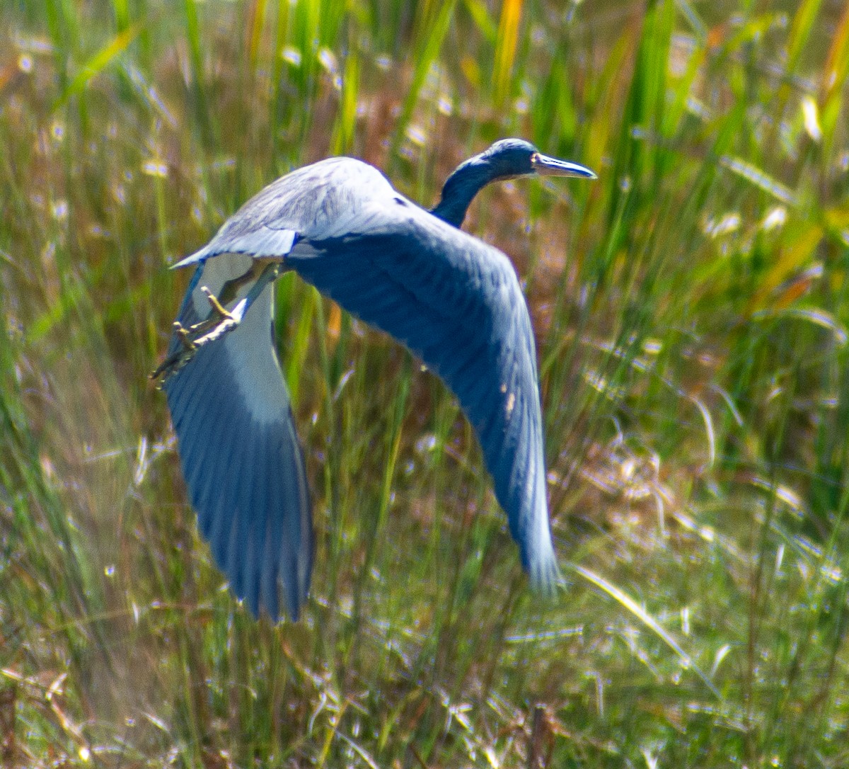 Tricolored Heron - ML645087872