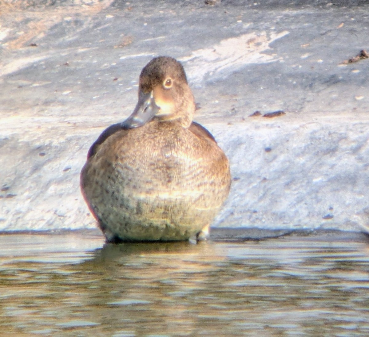 環頸潛鴨 - ML645087873