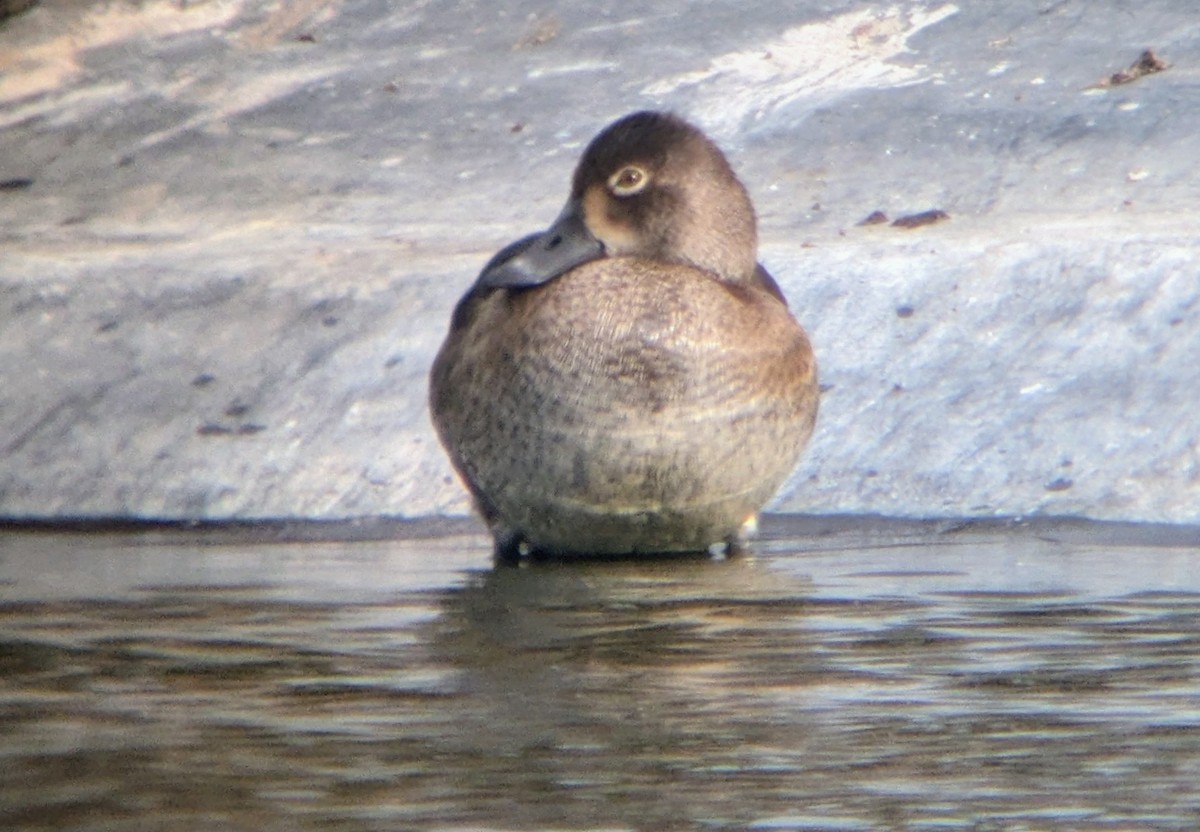 環頸潛鴨 - ML645087878