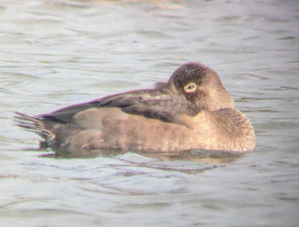 環頸潛鴨 - ML645087880