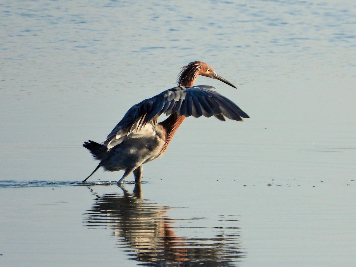 Reddish Egret - ML645087894
