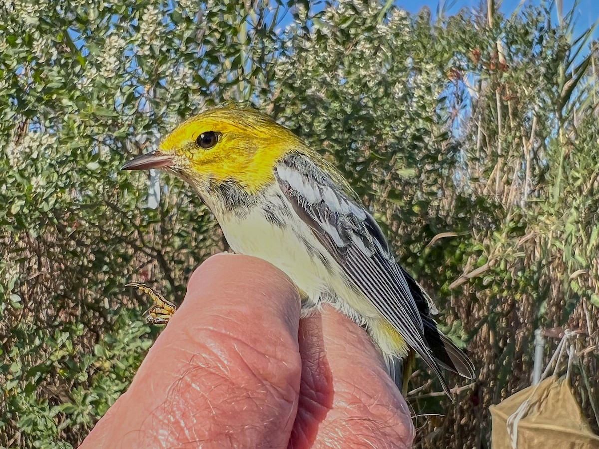 Black-throated Green Warbler - ML645087897