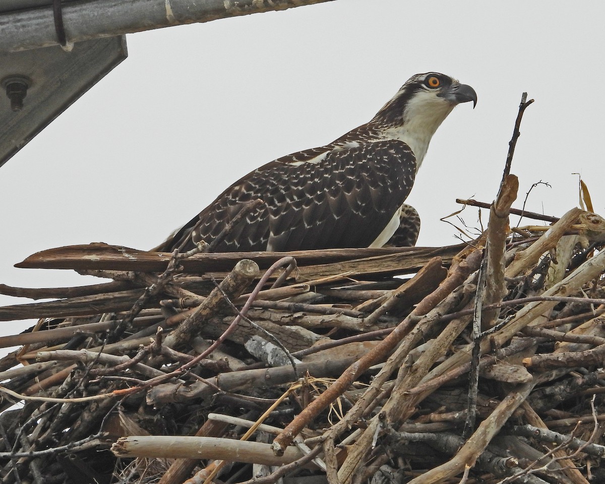 魚鷹 - ML645087900