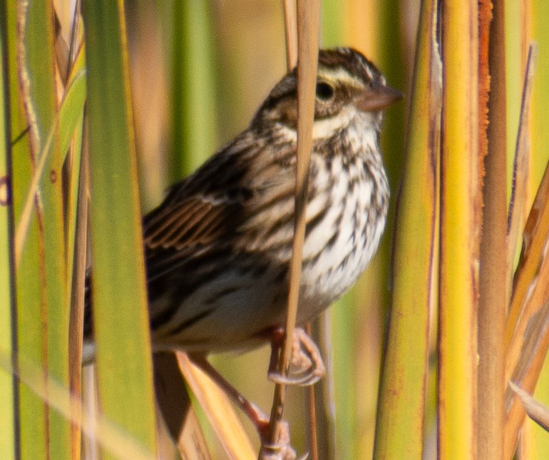稀樹草鵐 - ML645087902