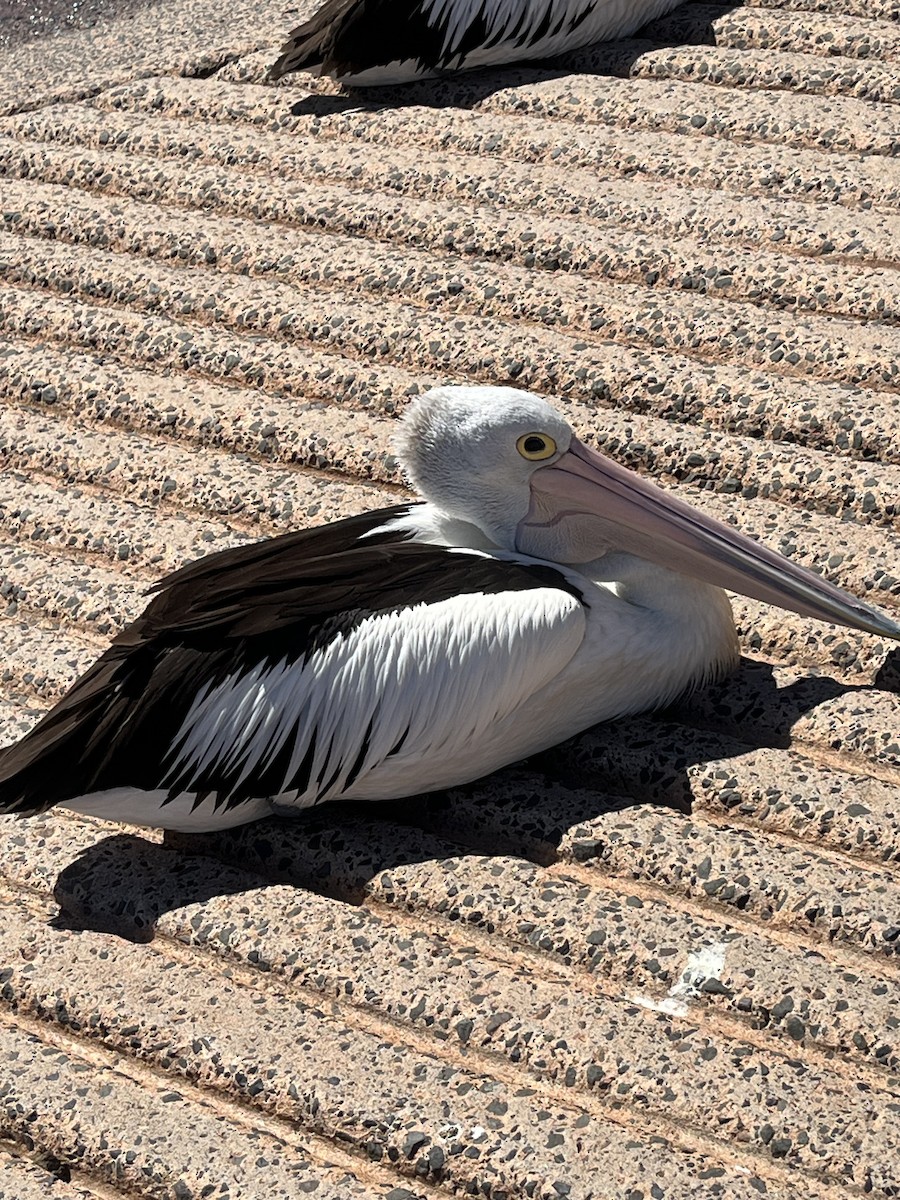 Australian Pelican - ML645087903