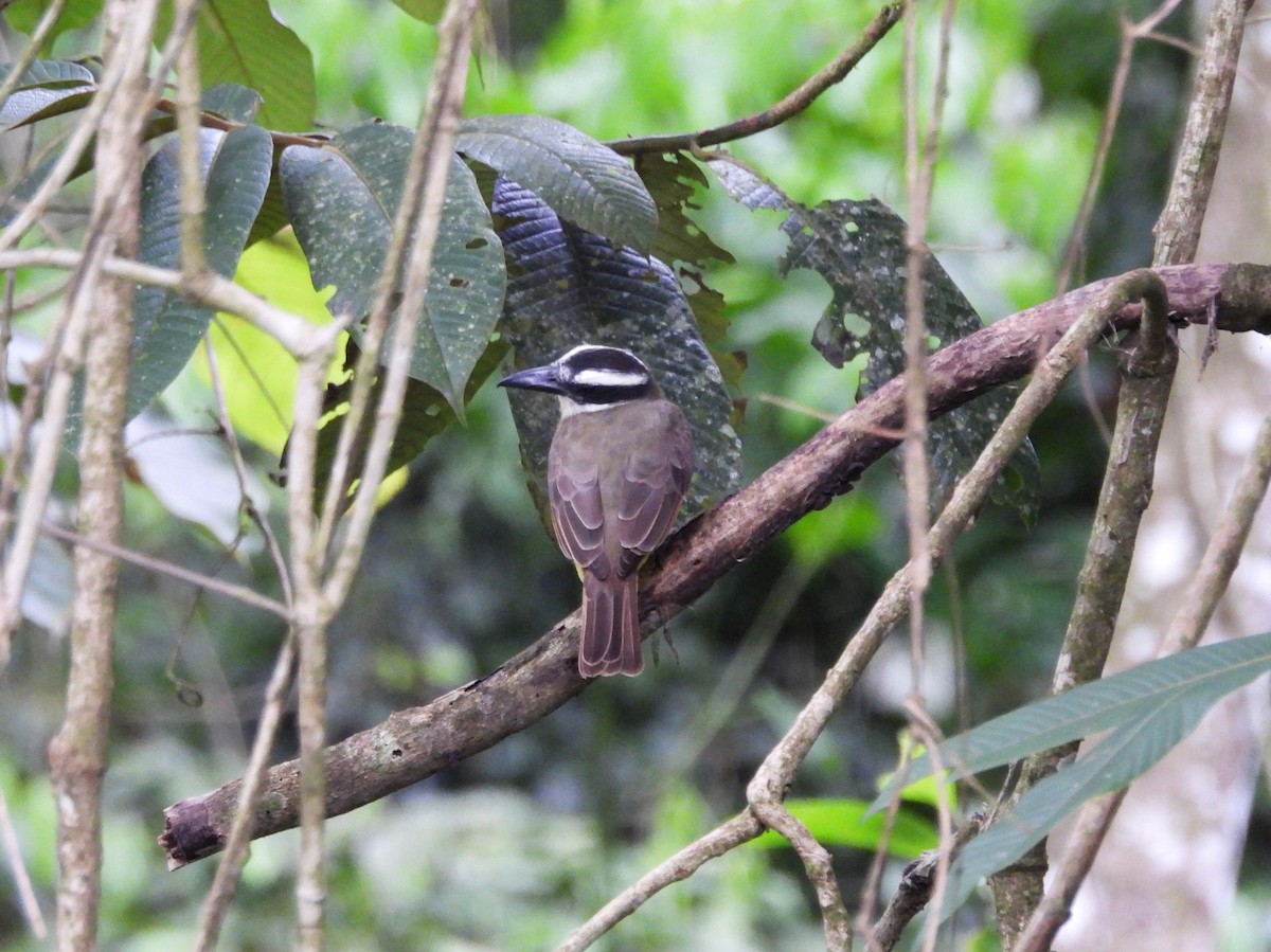 Boat-billed Flycatcher - ML645087904