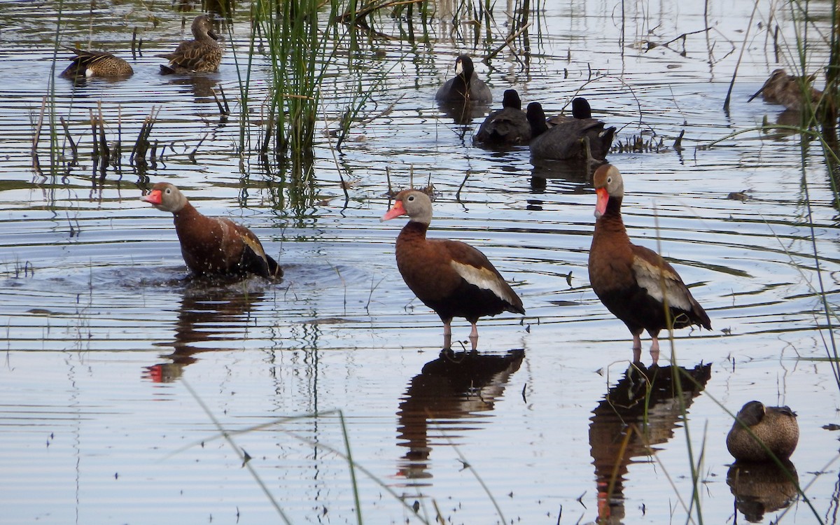 Black-bellied Whistling-Duck - ML645087905