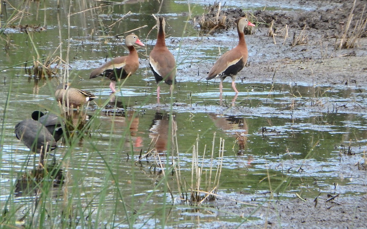 Black-bellied Whistling-Duck - ML645087906
