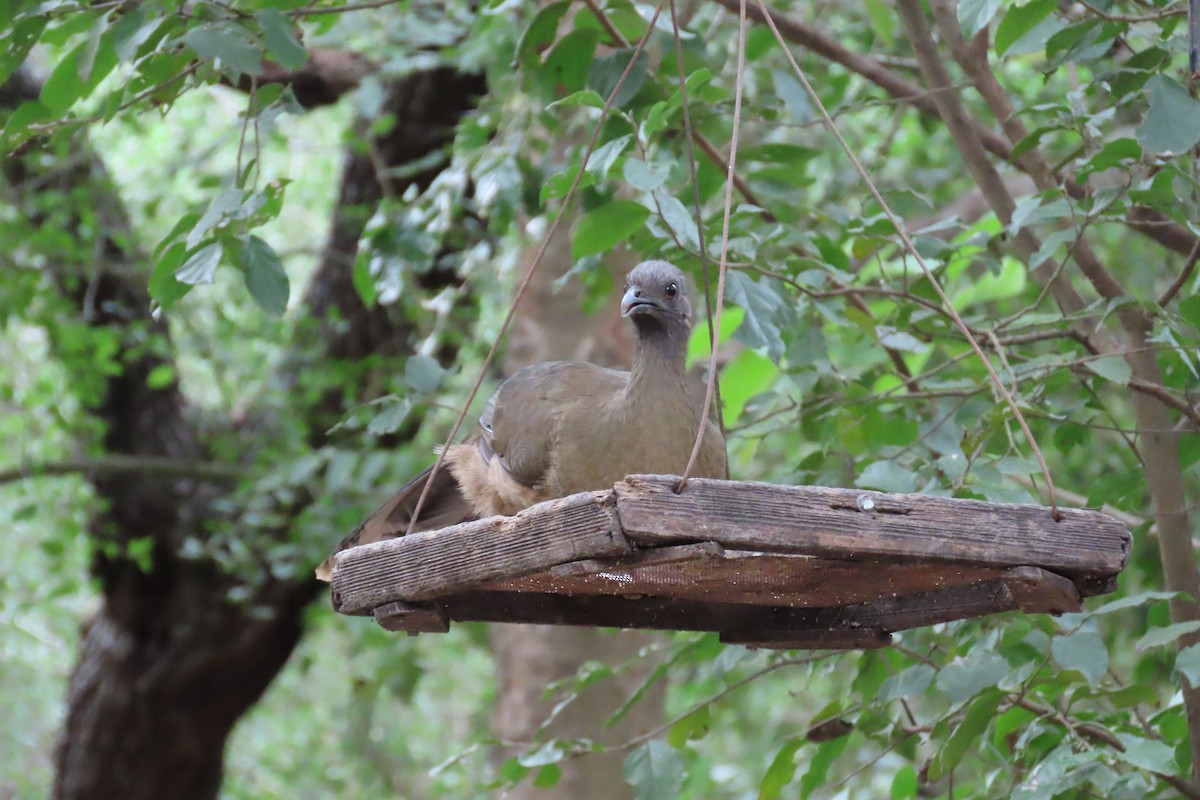 Plain Chachalaca - ML645087908
