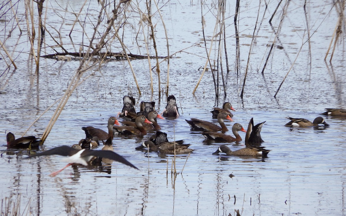 Black-bellied Whistling-Duck - ML645087911