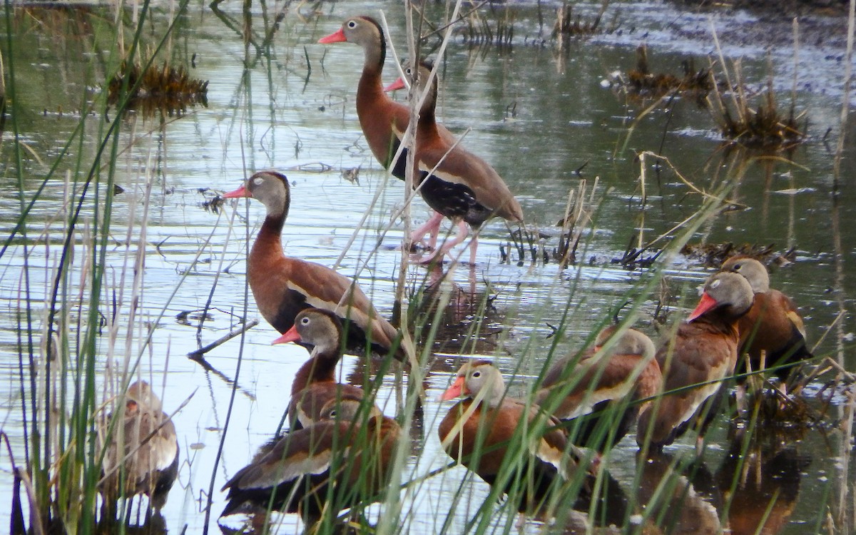 Black-bellied Whistling-Duck - ML645087912
