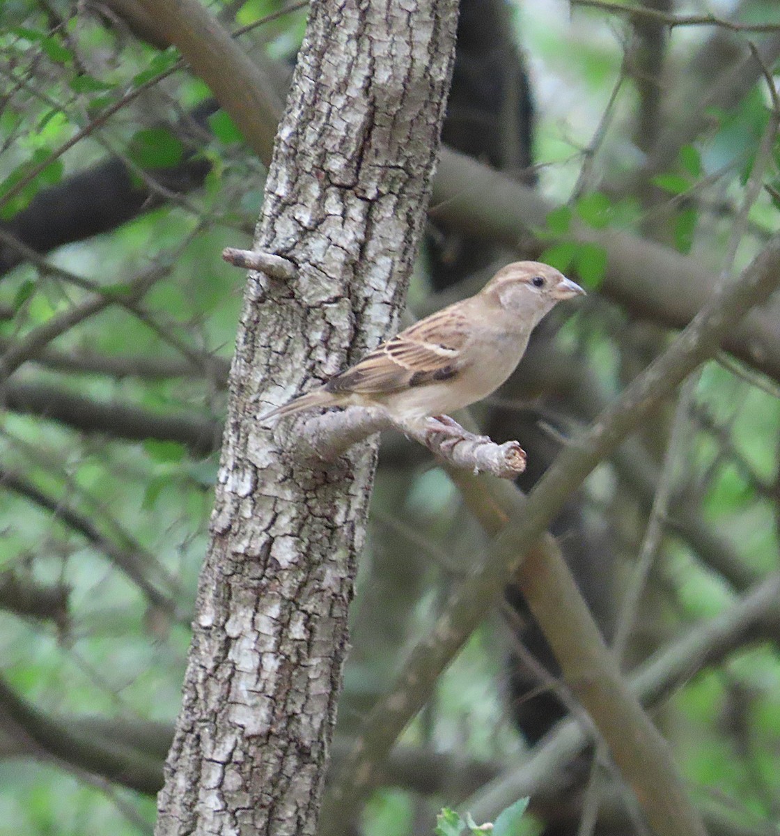 家麻雀 - ML645087913