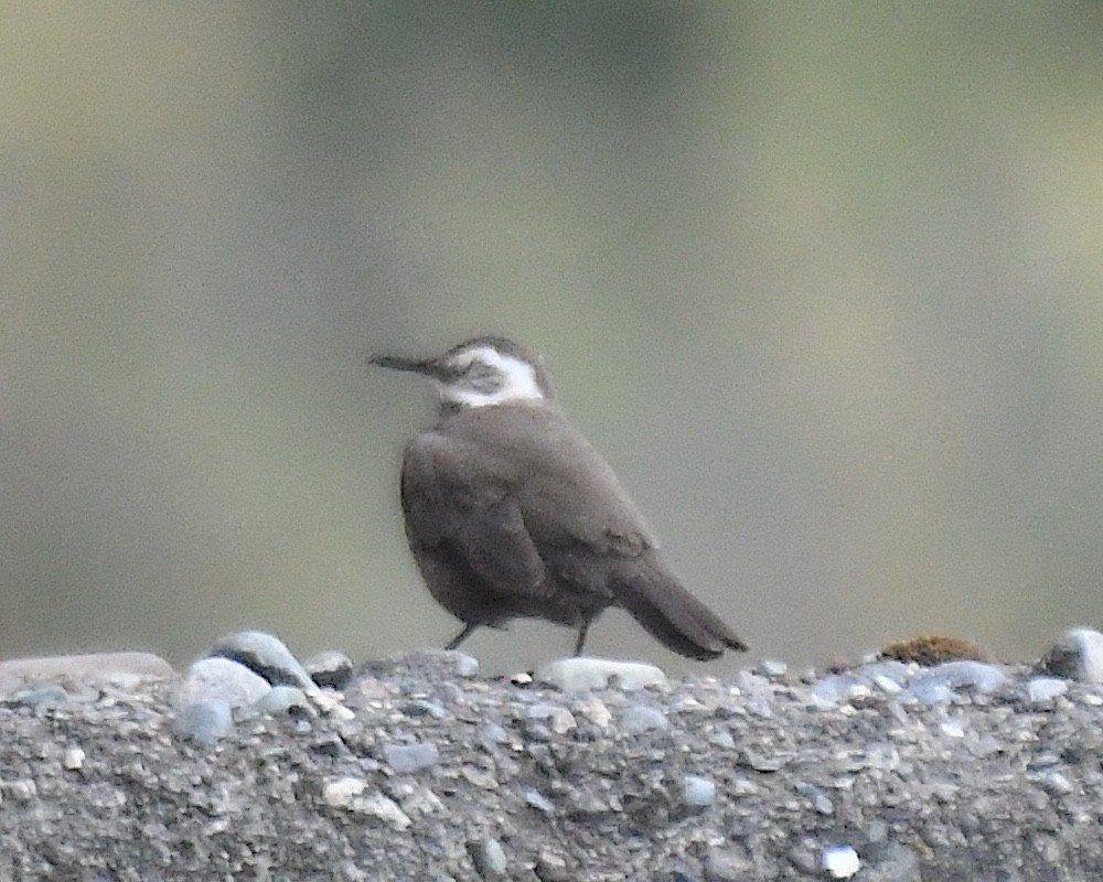 Dark-bellied Cinclodes - ML645087914