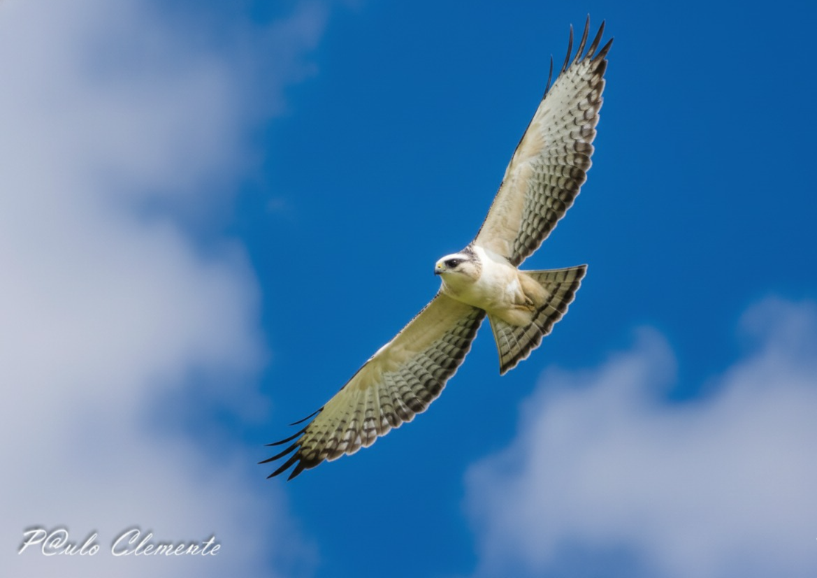 Short-tailed Hawk - ML645087915