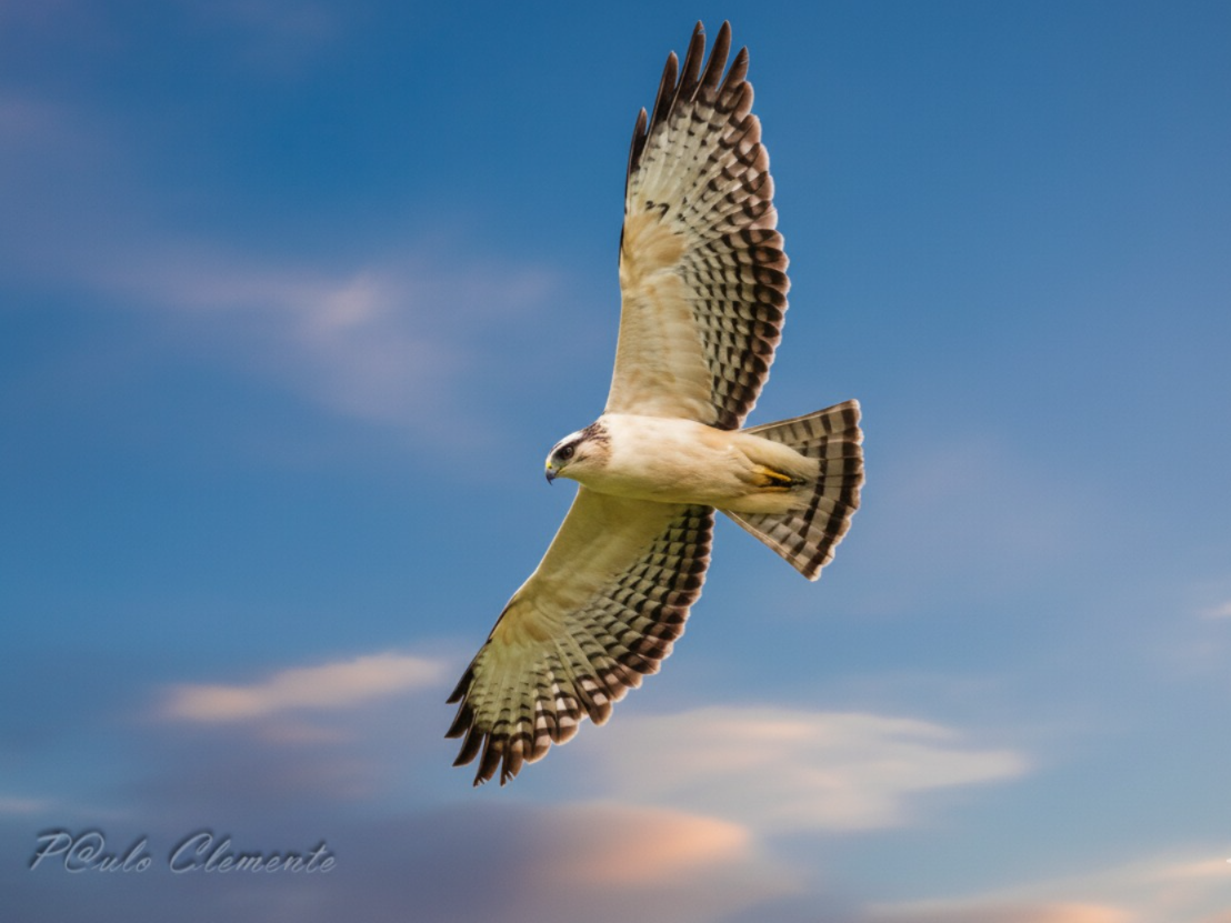 Short-tailed Hawk - ML645087916