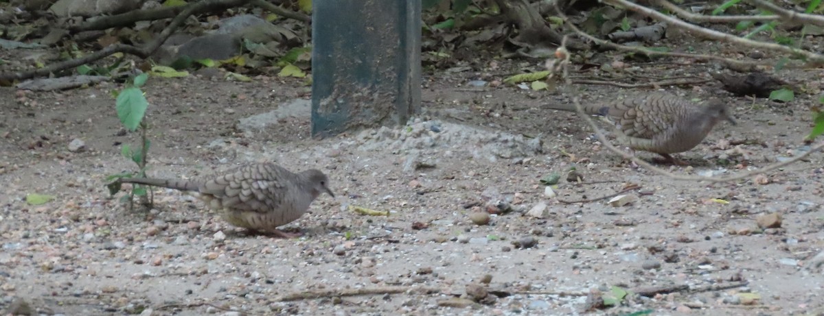 Inca Dove - ML645087917