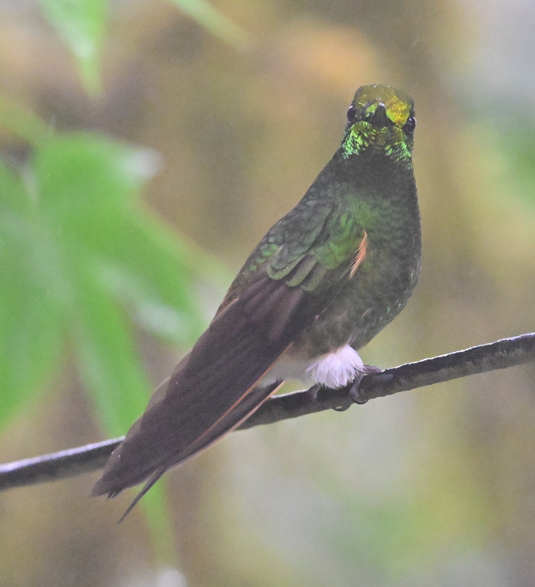 Buff-tailed Coronet - ML645087918