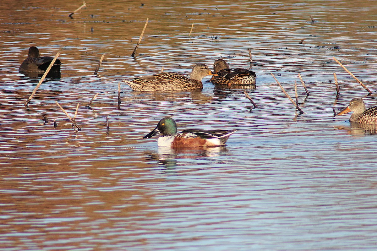 琵嘴鴨 - ML645087919