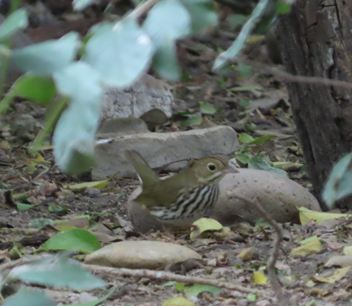 Ovenbird - ML645087920