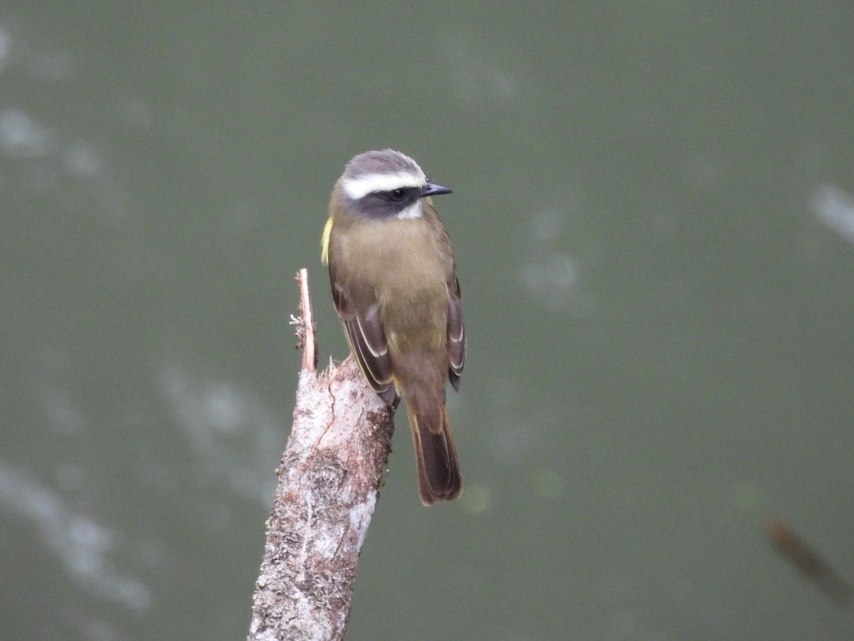 Social Flycatcher - ML645087921