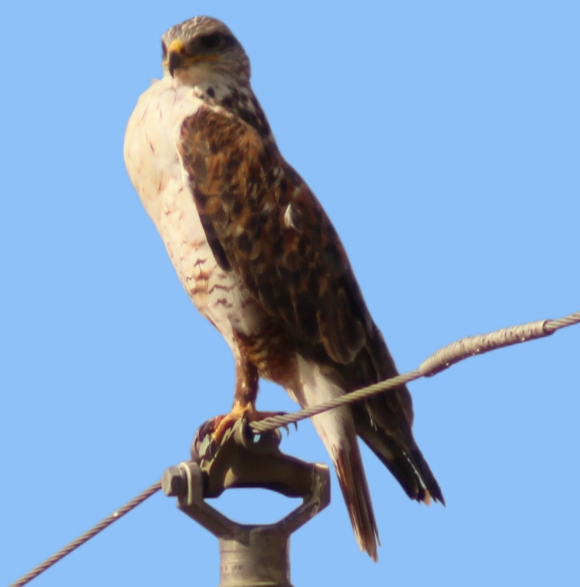 Ferruginous Hawk - ML645087922
