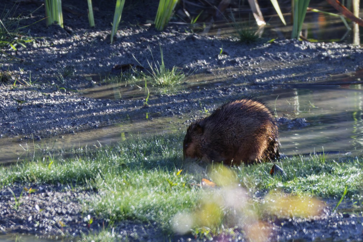 Muskrat - ML645087923