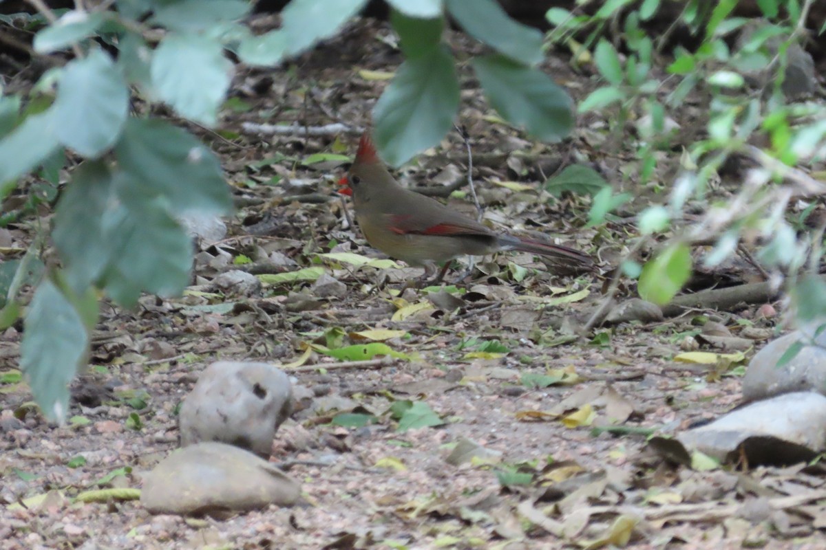 Northern Cardinal - ML645087924