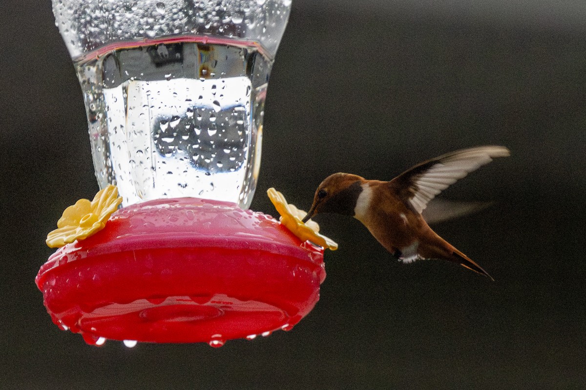 Rufous Hummingbird - ML645087925