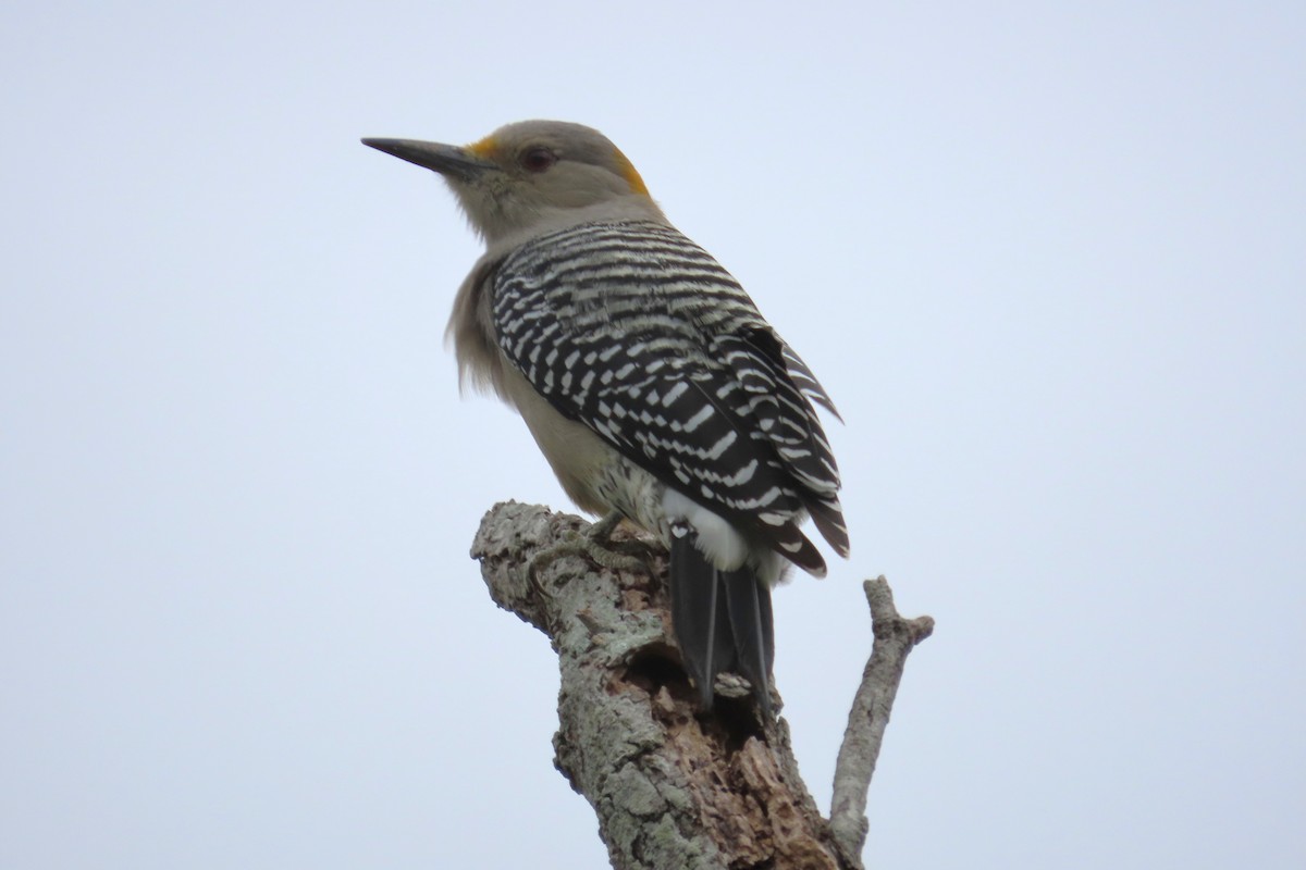 Golden-fronted Woodpecker - ML645087926