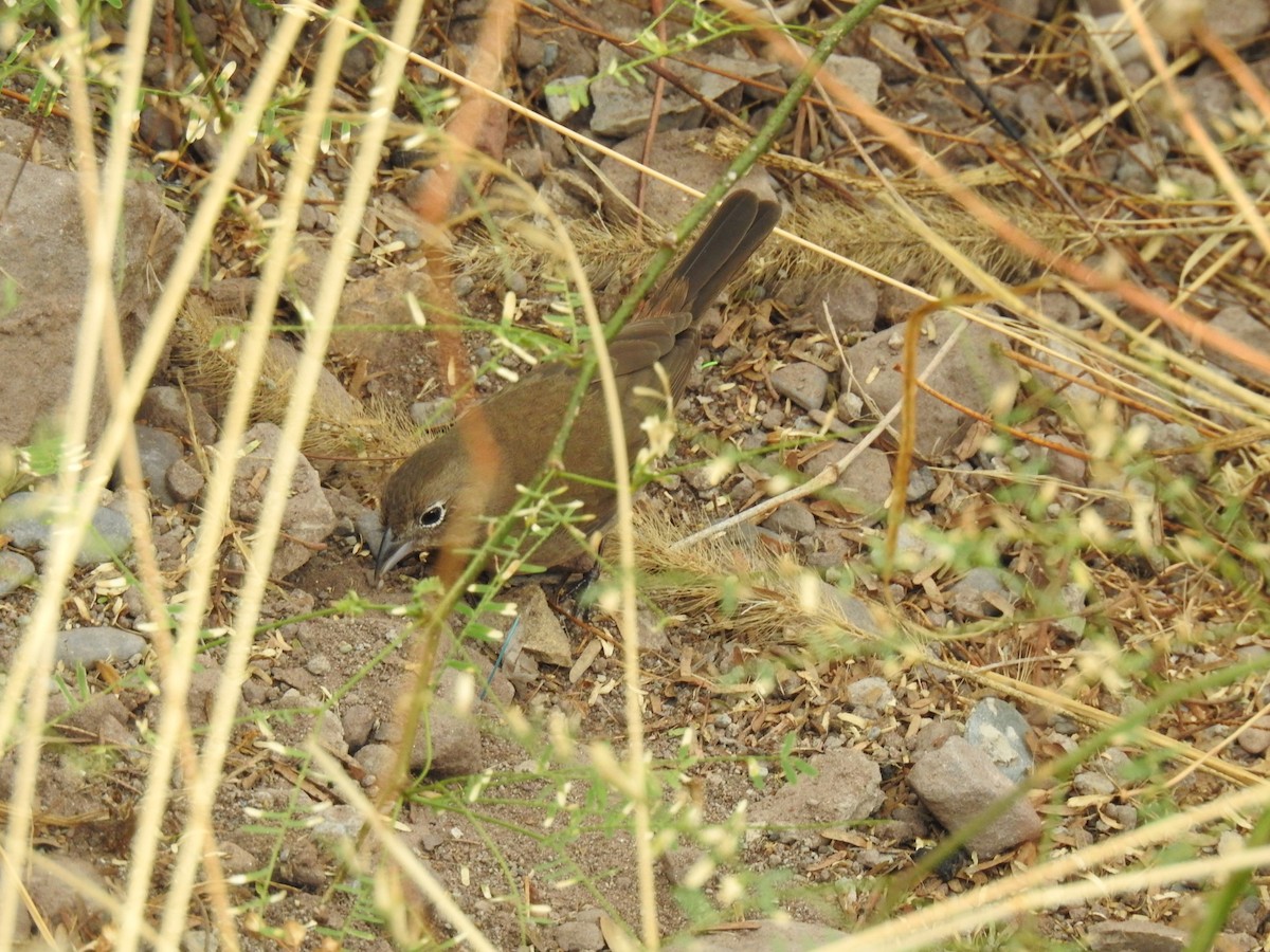 Red-crested Finch - ML645087927