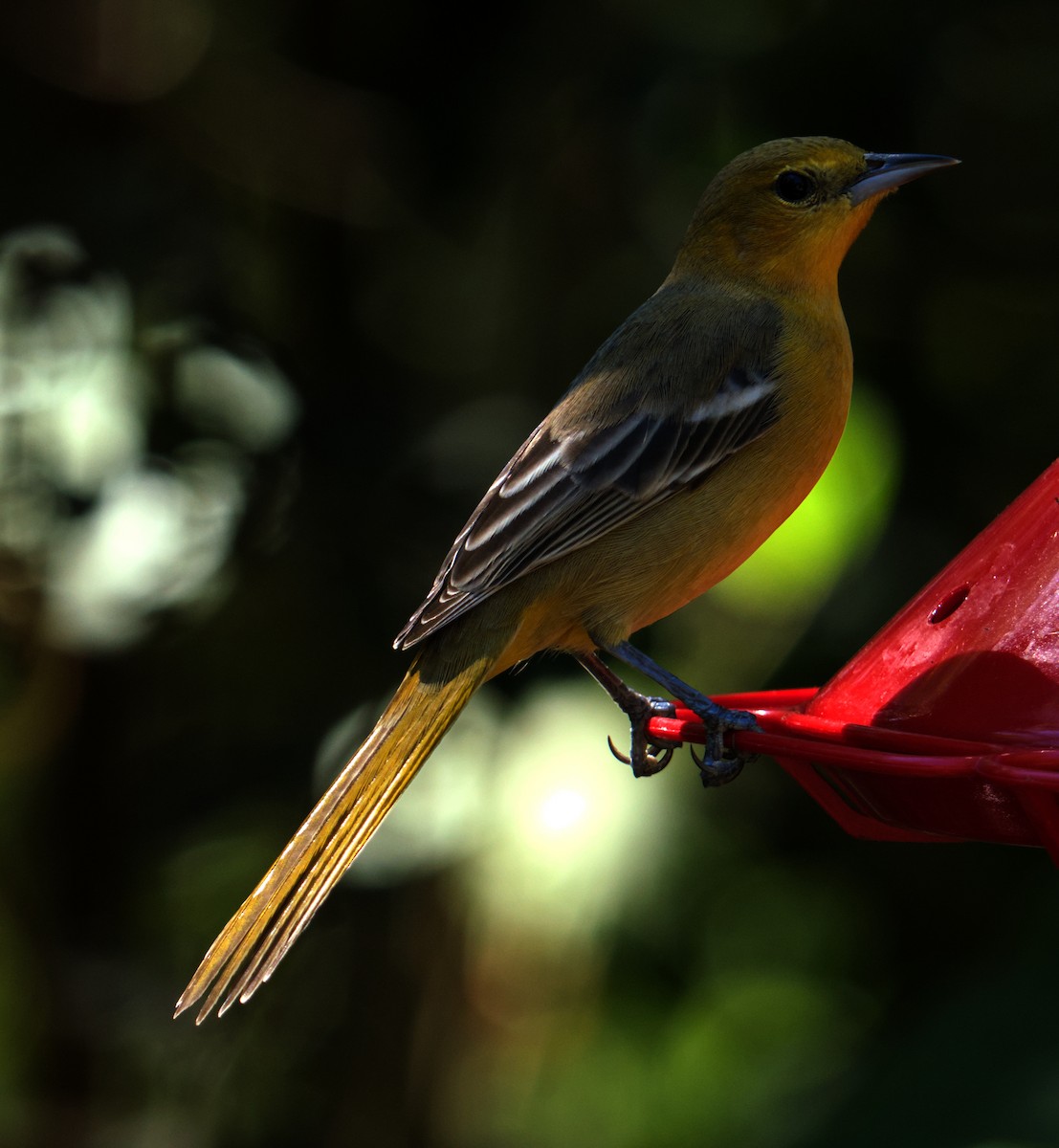 Hooded Oriole - ML645087929