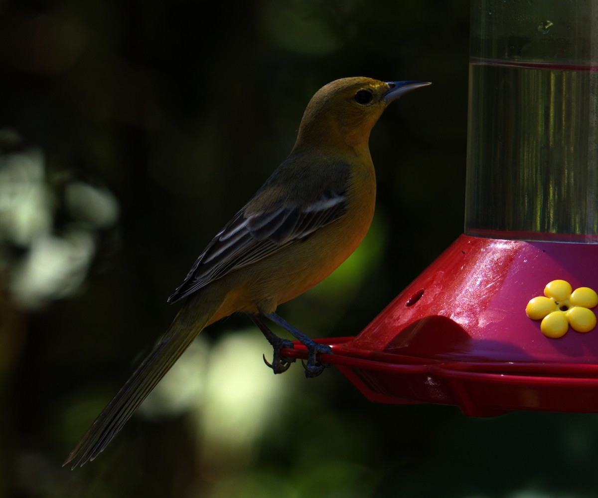 Hooded Oriole - ML645087930