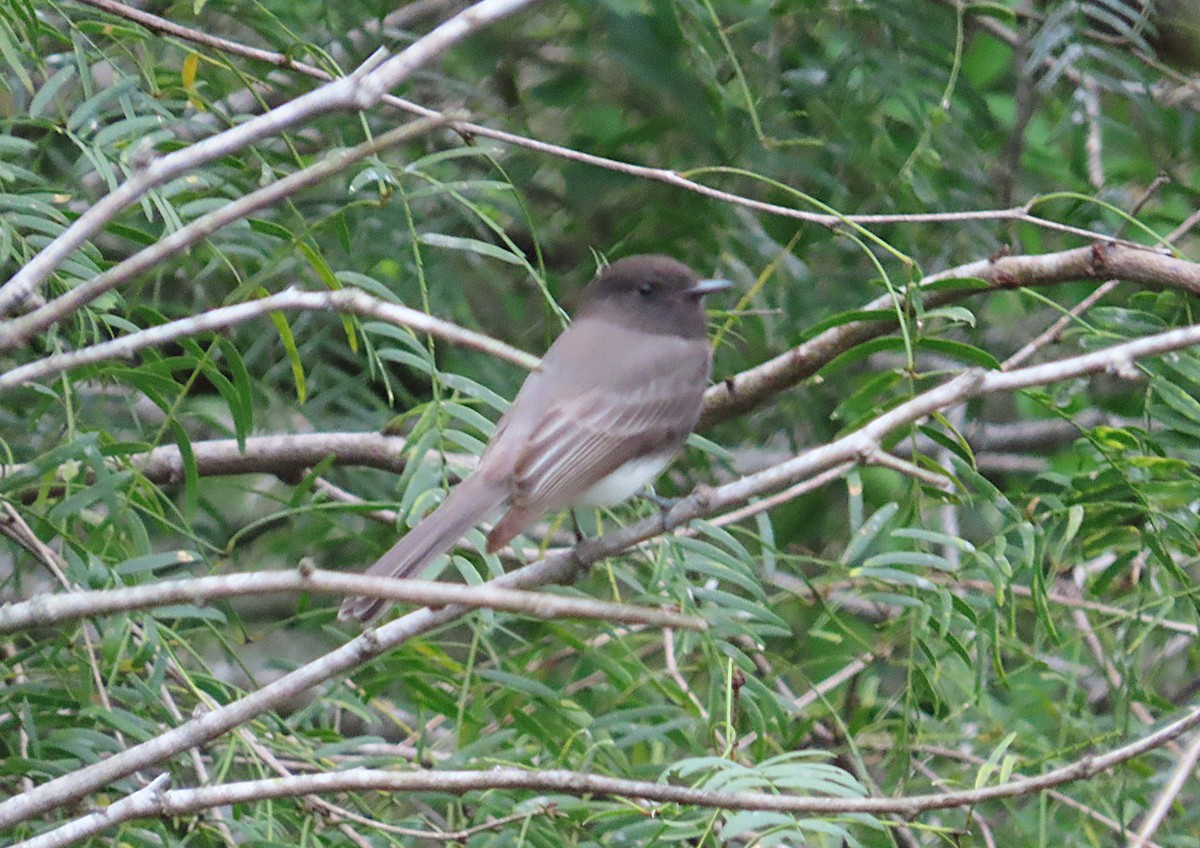 Black Phoebe - ML645087939