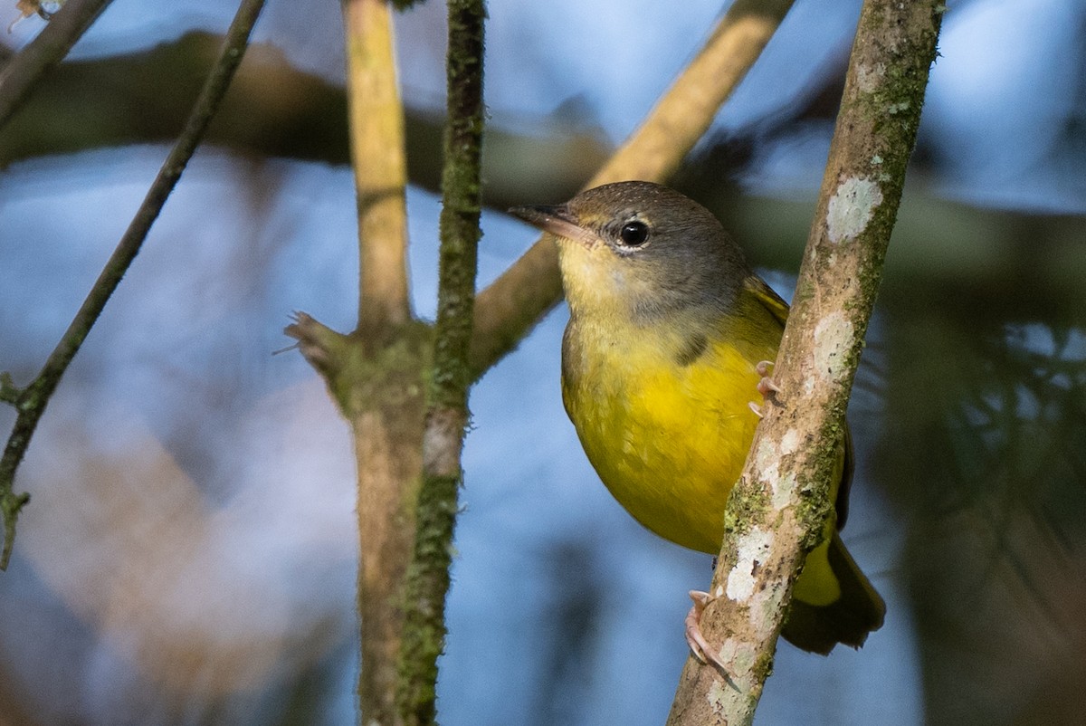 Mourning Warbler - ML645087940