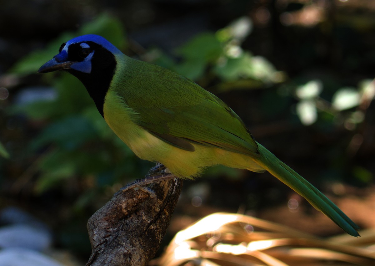 Green Jay - ML645087942