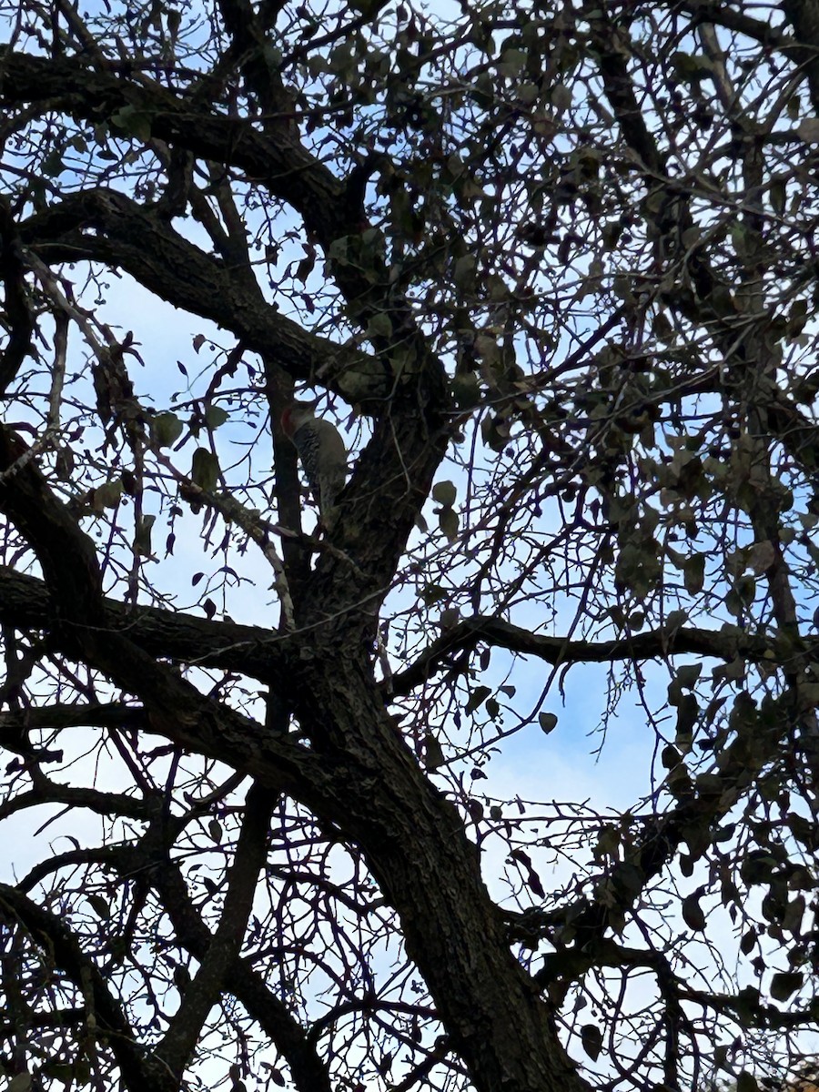 Red-bellied Woodpecker - ML645087946