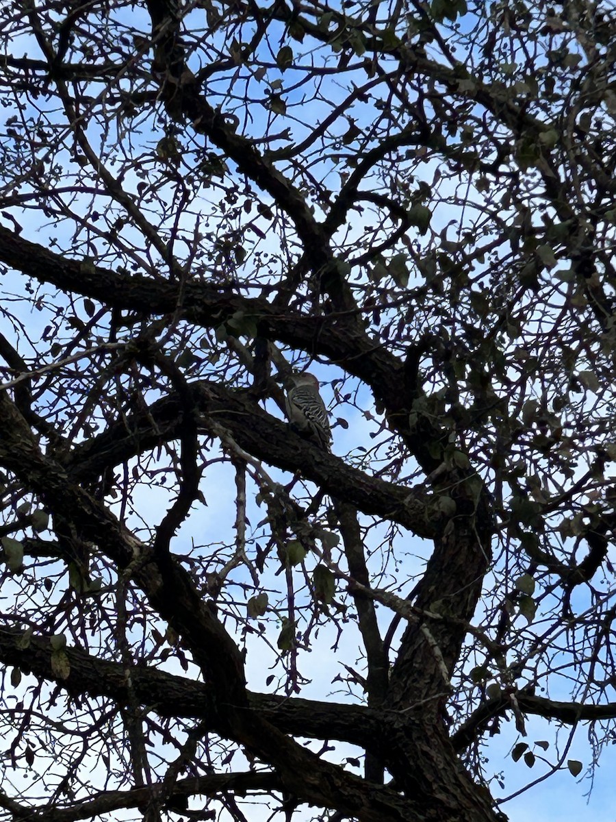 Red-bellied Woodpecker - ML645087947