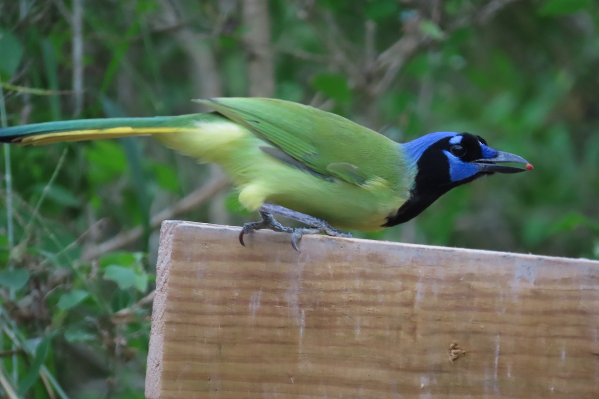 Green Jay - ML645087952